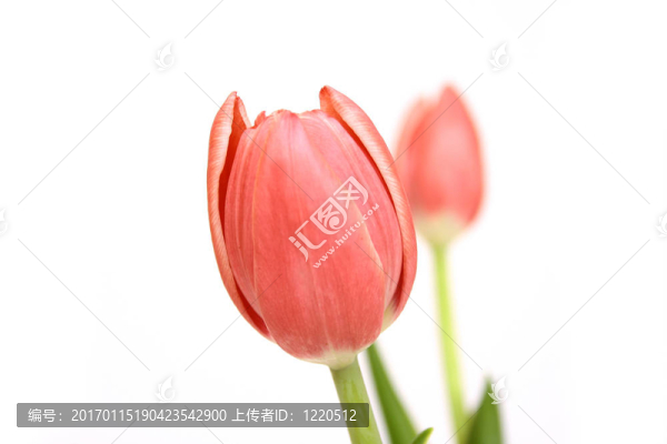 白色的粉紅色郁金香