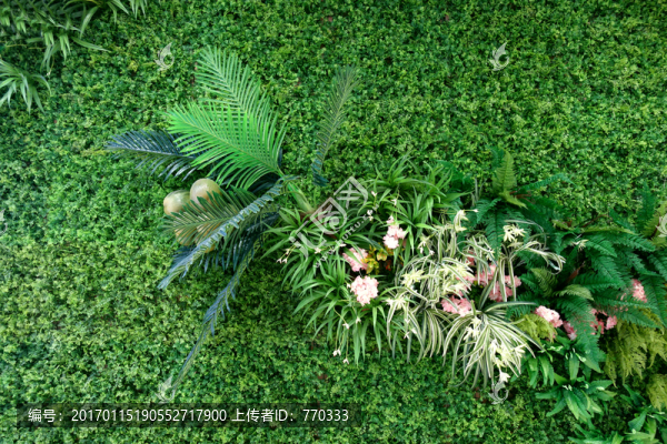 綠色植物墻,植物背景墻