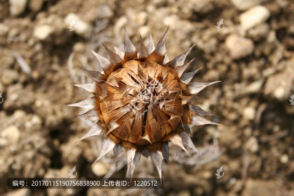 薊1