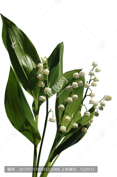 山谷的百合花