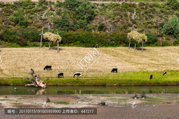 青藏高原田園風(fēng)光