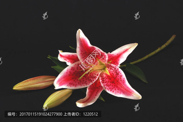 紅百合3