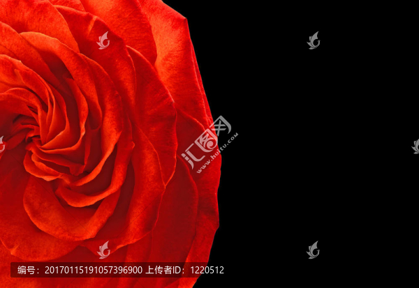 紅玫瑰；黑色背景。