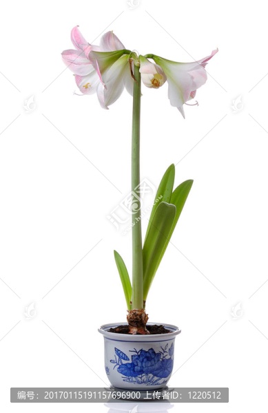 百合盆栽