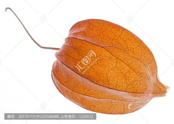 橙色的酸漿