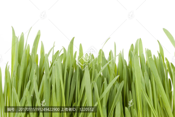 綠色的草