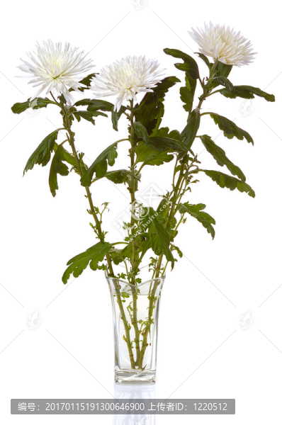 白菊花