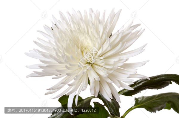 白菊花