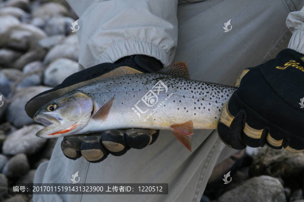 垂釣者控股鱒魚