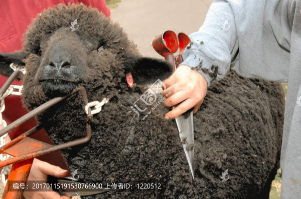 黑羊剪絨