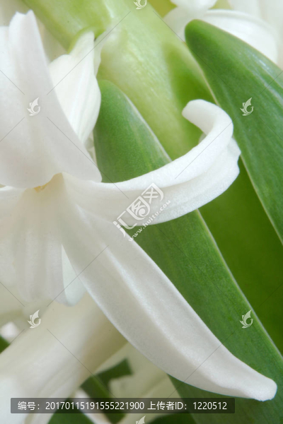 風(fēng)信子（風(fēng)信子）