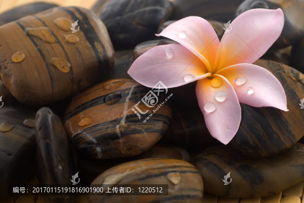 素馨花