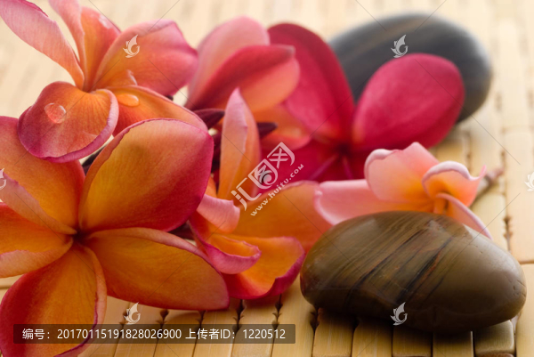 雞蛋花和光滑的石頭