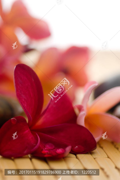 素馨花
