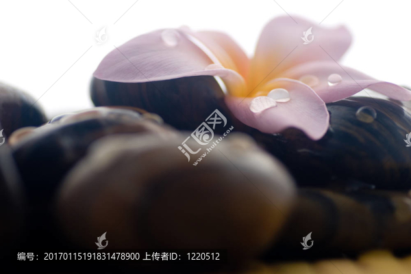 素馨花