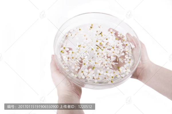 櫻花