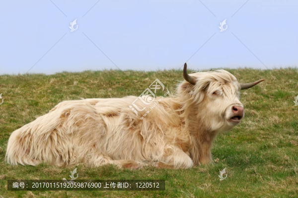 德克斯特蘇格蘭高地牛