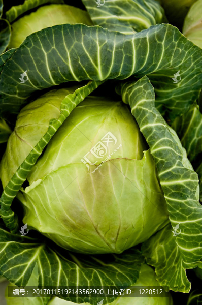 白菜頭