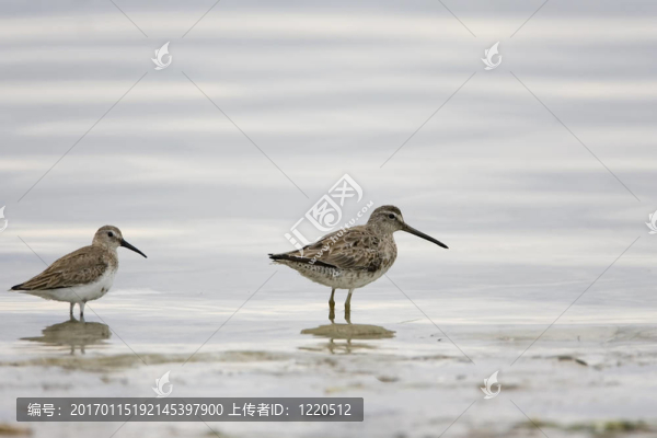 Dunlin和Dowitcher