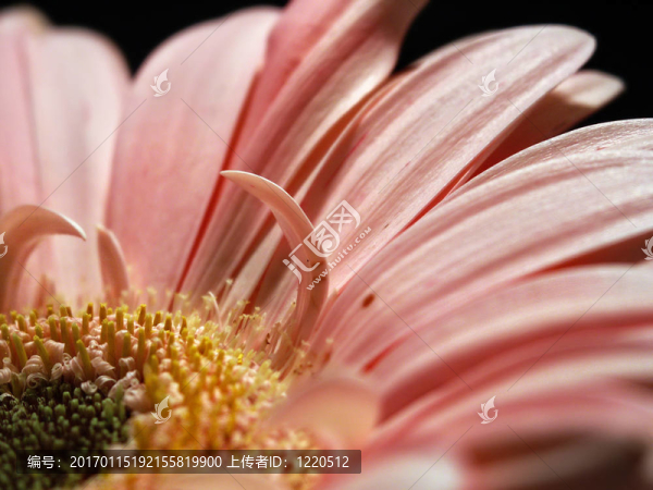 非洲菊