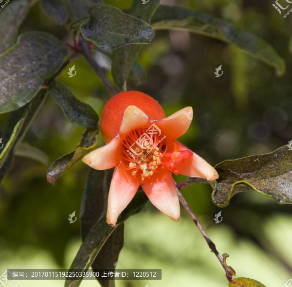 芒果花的果實(shí)