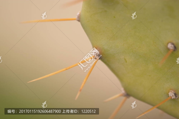 仙人掌的刺