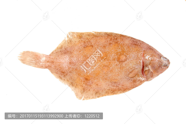 檸檬鰨