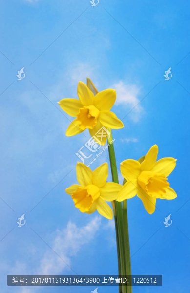 三朵水仙花