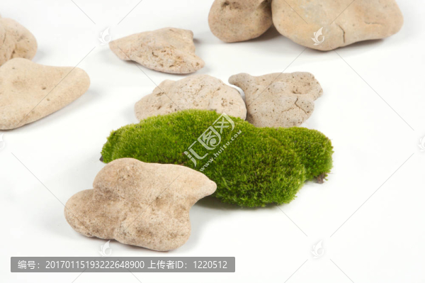 苔蘚