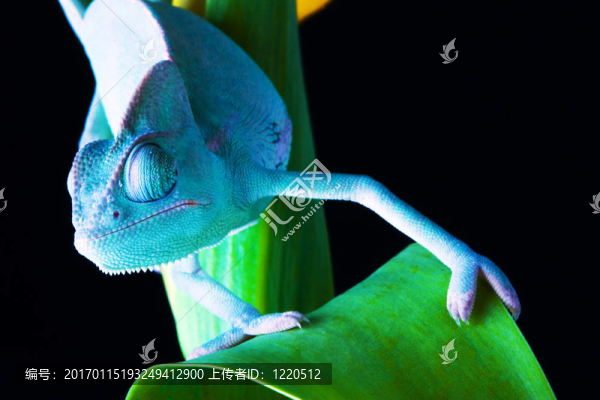 龍