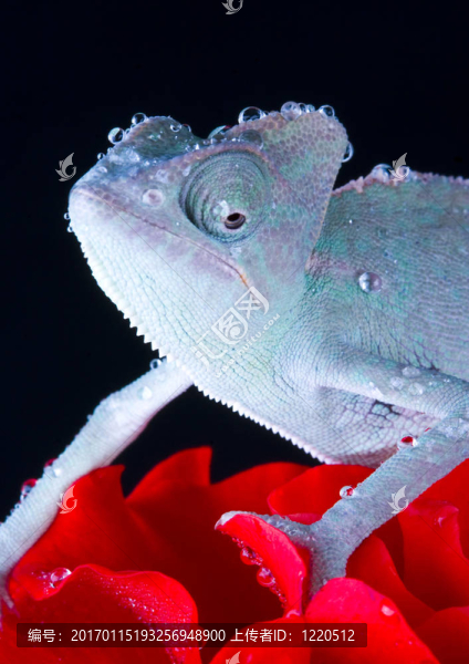 蜥蜴