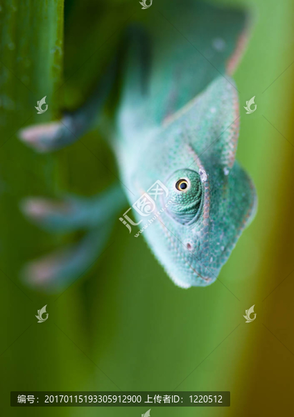 蜥蜴