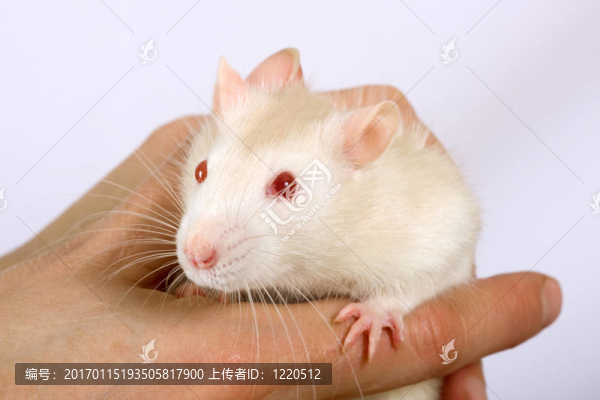 小白鼠