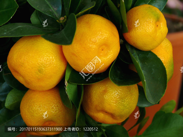 果粒橙