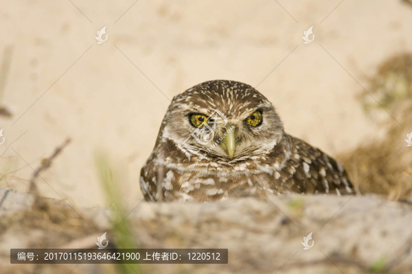 雌性鸮