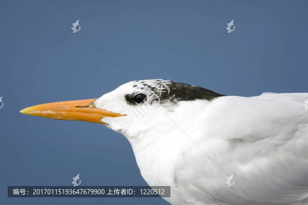 一個(gè)皇家燕鷗頭部中彈