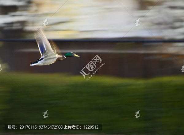 野鴨飛行