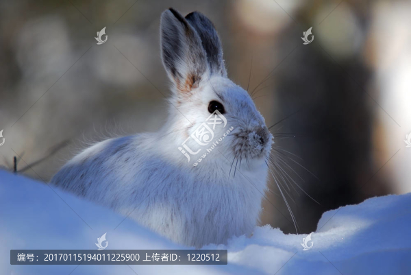 雪靴野兔