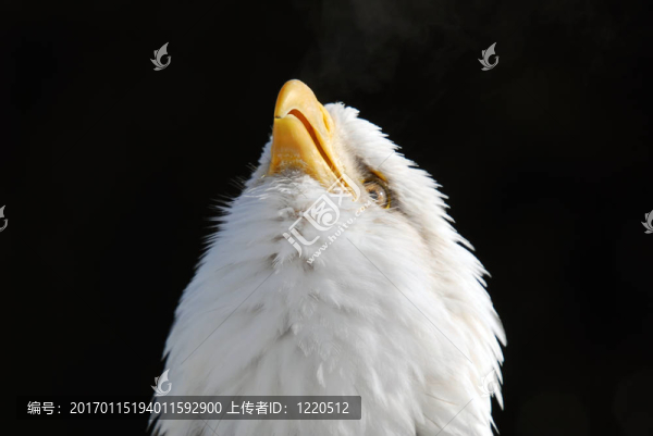 美國(guó)的白頭鷹
