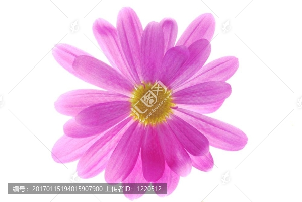 粉紅色的菊花