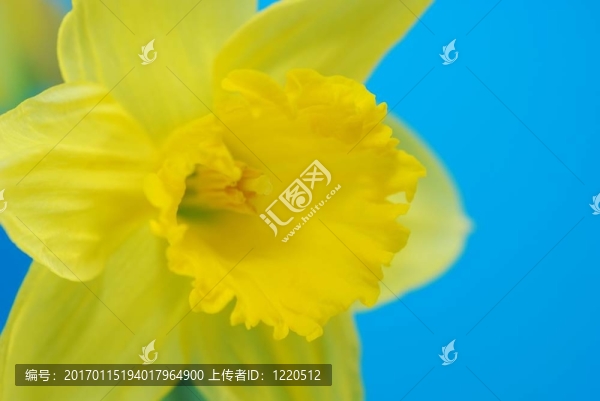 黃水仙花迎春