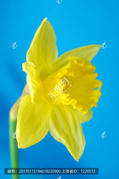 黃水仙花迎春