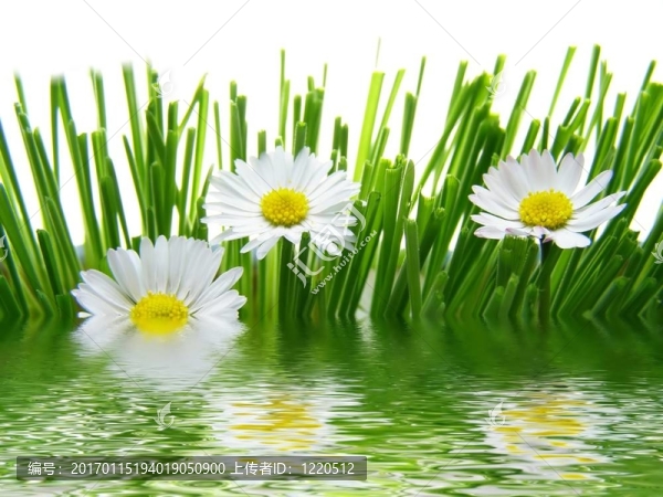 在水面反射的雛菊