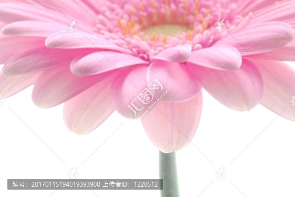 粉色非洲菊