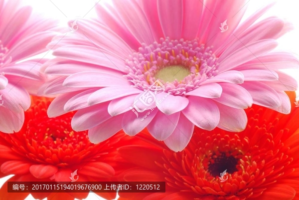 粉紅和紅色的非洲菊
