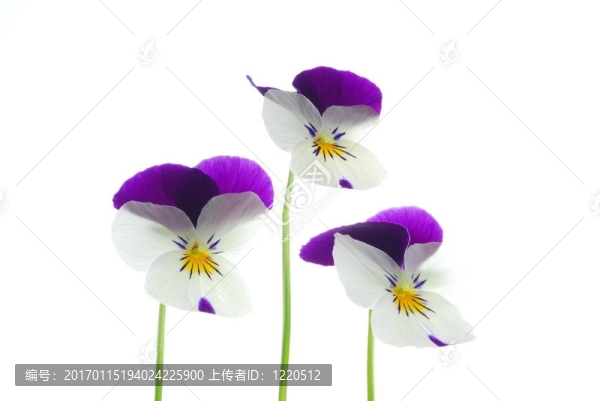 三色堇