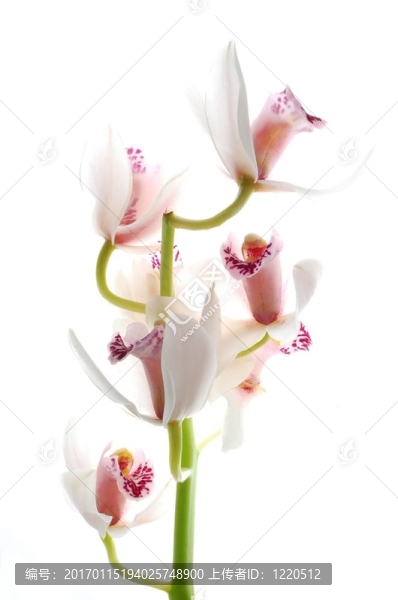 白蘭花