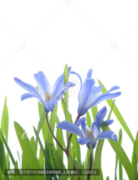 藍(lán)色的綿棗兒
