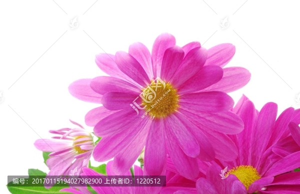 粉紅色的菊花