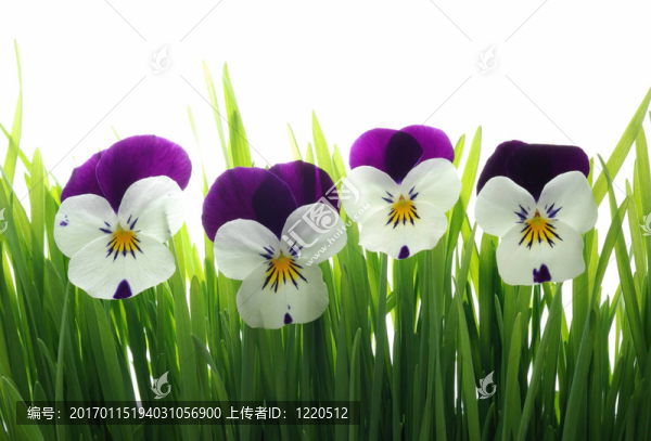 三色堇在綠色的草地上